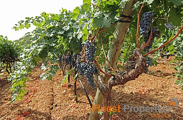 Fantástica parcela edificable cerca de Binissalem, en medio de la región vinícola con una hermosa vista del paisaje único.